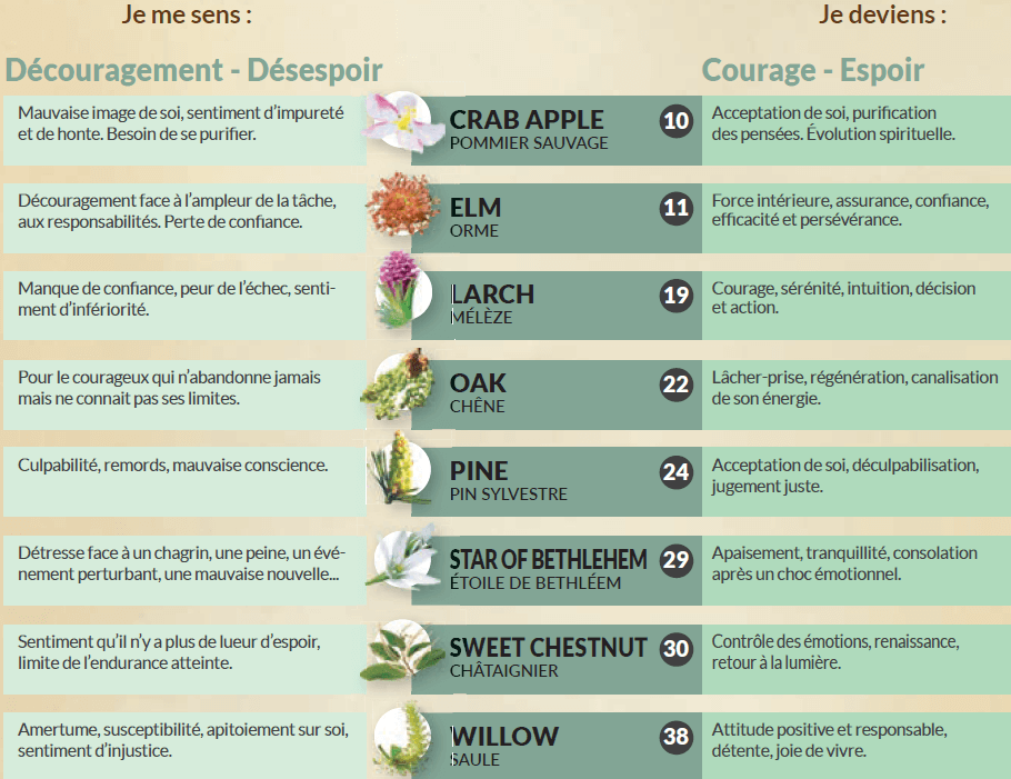 Fleurs de Bach: le découragement, désespoir
